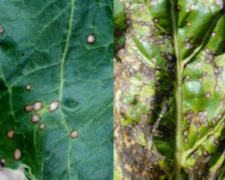 Cercospora alert monitoring